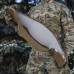 Пояс тактичний M-Tac War Belt ARMOR Tegris D-Ring Cobra, MultiCam, XS/S